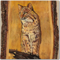Bobcat on Wood - Click to Enlarge Image