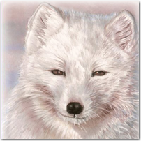 Snow Fox - Click to Enlarge Image