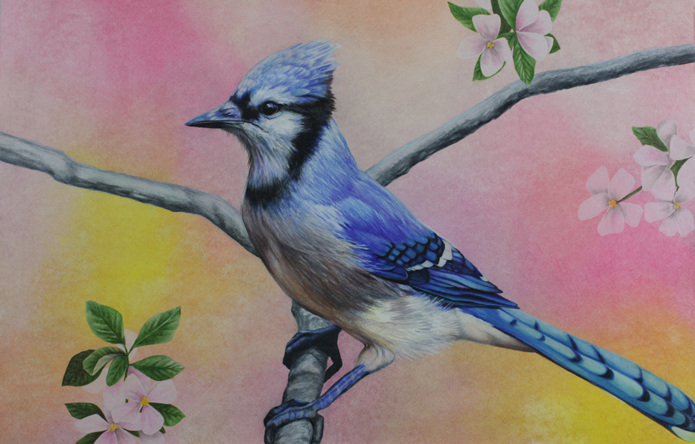 Bluejay by Ria Fine Art