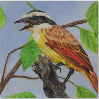 Morning Song - Click to Enlarge Image