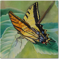 The Flutterby - Click to Enlarge Image