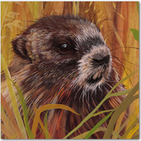 Rock Chuck - Click to Enlarge Image