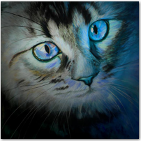 Cat - Click to Enlarge Image