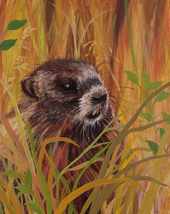 Rock Chuck by Ria Fine Art